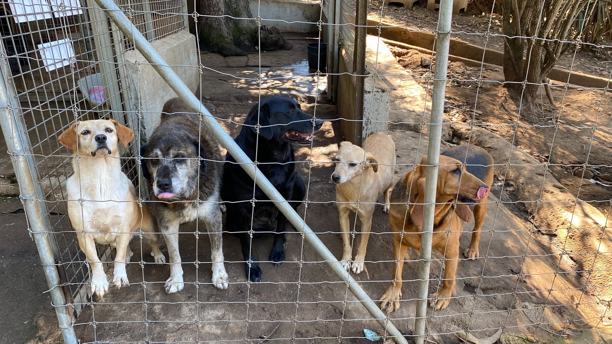 O dia a dia dos animais acolhidos pela ALAAR